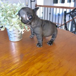 French Bulldog Puppies from Bouledogue Royal