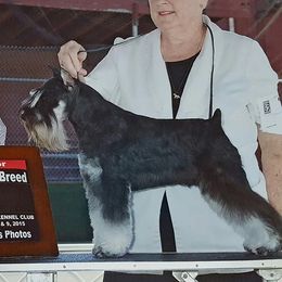 Flash - Miniature Schnauzer