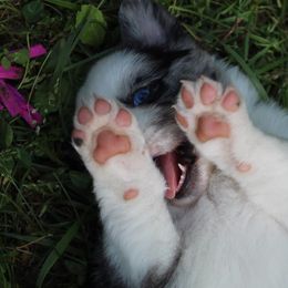 Australian Shepherd Puppies from Moss Cross Creek Aussie’s