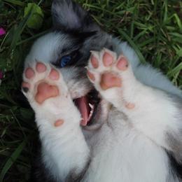 Australian Shepherd Puppies from Moss Cross Creek Aussie’s