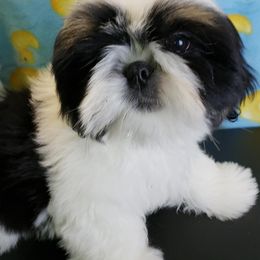 Shih Tzu All Grown Up from Carla Johnson