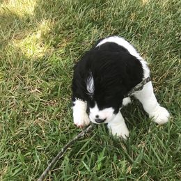English Springer Spaniel Puppies from Valentine English Springers