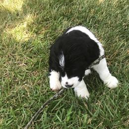 English Springer Spaniel Puppies from Valentine English Springers