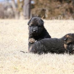 German Shepherd Puppies from Lost Creek German Shepherds LLC