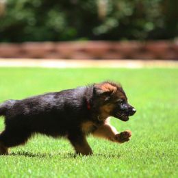 German Shepherd Puppies from vom Glock