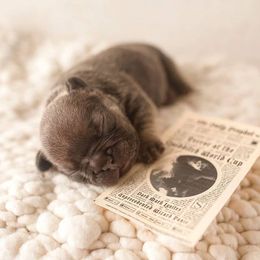 French Bulldog Puppies from Baker Built Frenchies