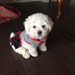  Puppies from Patchwork