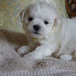 Bichon Frise Puppies from Belamour Bichons