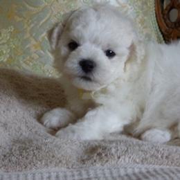 Bichon Frise Puppies from Belamour Bichons
