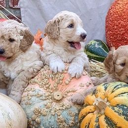 Goldendoodle Puppies from OCGoldendoodles