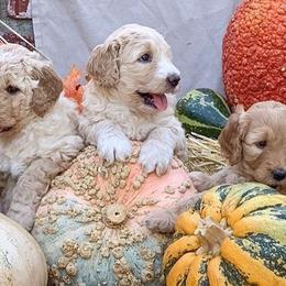 Goldendoodle Puppies from OCGoldendoodles