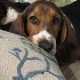 Basset Hound and Dachshund Puppies from V's Southern Angels