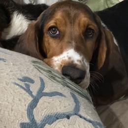 Basset Hound and Dachshund Puppies from V's Southern Angels