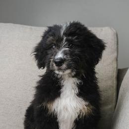Storm - Tri-color male Bernedoodle puppy in Glendale, Arizona from Arizona Bernedoodles