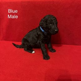 Poodle Puppies from Petal Poodles