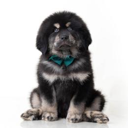 Green Bow Tie Boy - Black and tan male Tibetan Mastiff puppy in Wheaton, Illinois from Adynasty Tibetan Mastiffs
