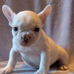Polar - White male French Bulldog puppy in Battle Ground, Washington from Ferguson's Bulldogs