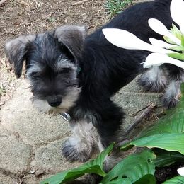 Miniature Schnauzer Puppies from Jennifer's Miniature Schnauzers