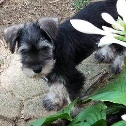 Miniature Schnauzer Puppies from Jennifer's Miniature Schnauzers