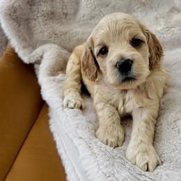 Lucy - Buff female Cockapoo puppy in Lucas, Ohio from Willow Lane Puppy