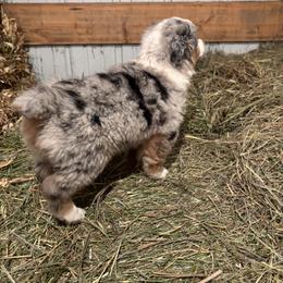 Miniature Australian Shepherd Puppies from Mid-Plains Mini Aussies