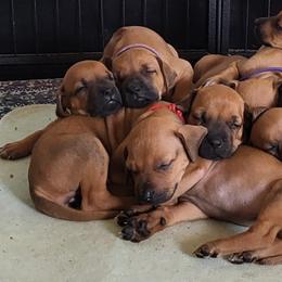Light green collar - Rd whtn blk nose female Rhodesian Ridgeback puppy in Ocala, Florida from Avanti Ridgebacks