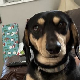 Doc - Dachshund