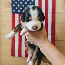 Blue Boy, Lincoln - Black, white and red male Greater Swiss Mountain Dog puppy in Edinboro, Pennsylvania from Greater Swiss of Whitetail Acres