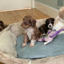 Bernedoodle puppies from Martha’s Vineyard Bernedoodles