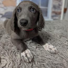Chief - male Weimaraner puppy in Evart, Michigan from Drehbar Weimaraners