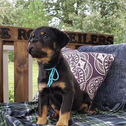 Rottweiler Puppies from Black Jade Rottweilers