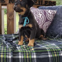 Rottweiler Puppies from Black Jade Rottweilers