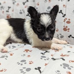 Boy 3 - White black and tan male Papillon puppy in Joshua, Texas from Summertime Kennels