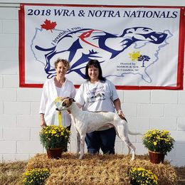 Whippet All Grown Up from Jamminwhippets