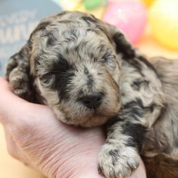 Ivy-girl - Sable female Poodle puppy in Scottsville, Kentucky from Barren River Bernedoodles and Poodles