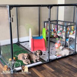 Dachshund Puppies from Legacy Lane Dachshunds