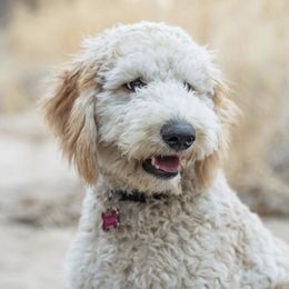 Goldendoodles from Willow’s Doodles