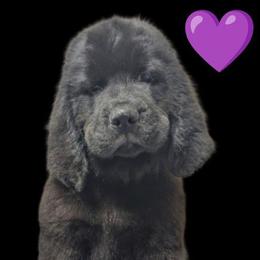 Newfoundland Black Female 3 Purple Collar - Black female Newfoundland puppy in Burfordville, Missouri from Umfleet Farms