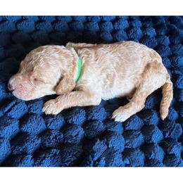 B1- Dk Green - Apricot male Goldendoodle puppy in Ankeny, Iowa from Iowadoodles2love