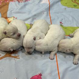 Paisley - White female West Highland White Terrier puppy in Ridgeway, Virginia from Rivers Bend Westies