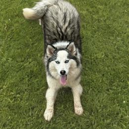 Charlie - Black and white female Pomsky puppy in Bucyrus, Missouri from Hill Top Pomskies