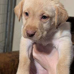 Axel (Red Collar) - Yellow male Labrador Retriever puppy in Commerce, Oklahoma from Standing Water Kennels