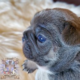 Boston Terrier and French Bulldog Puppies from Freedom Bostons