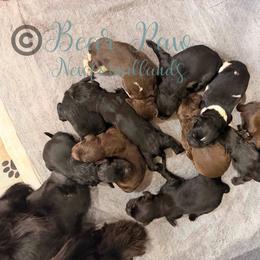 Eleven - Black female Newfoundland puppy in Tully, New York from Bear Paw Newfoundlands