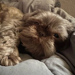 Emery - Shih Tzu