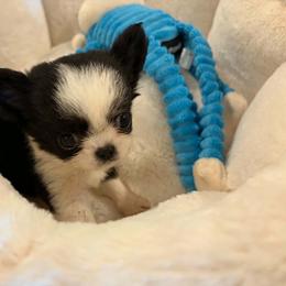 Koa - Black and white male Chihuahua puppy in Springfield, Missouri from Casadelopez Tails
