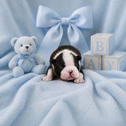 Classic Tuxedo Boy - Black and white male Boston Terrier puppy in San Antonio, Texas from JT Bostons