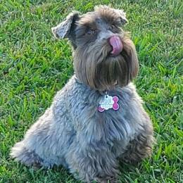 Miniature Schnauzers from Show Stopper Schnauzers
