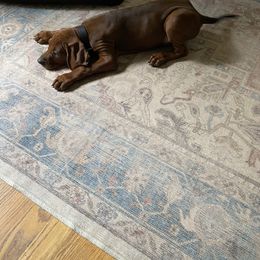 Redbone Coonhound Puppies from Shannon Family Redbone Coonhounds