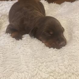 Abraham - Red and rust male Doberman Pinscher puppy in Boyd, Texas from Team Feem Breeders